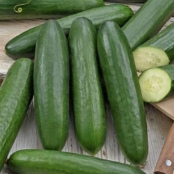 Planta uhorka MIDIOS F1