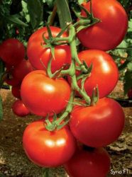 Planta raj�iak SYRIO F1 - kol�kov�