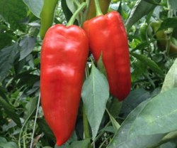Planta paprika Kapitany F1