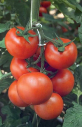 Planta raj�iak Barbados F1
