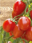 Planta raj�iak Romello - kvetin��ov�