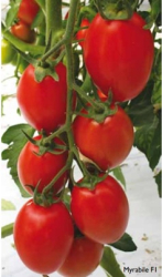 Planta raj�iak Myrabile F1 - kol�kov�