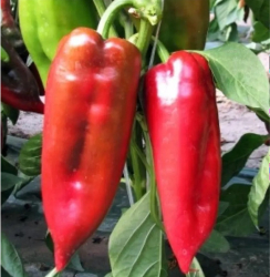 Planta paprika Rafaelus F1