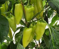 Planta paprika GARAM F1 �tip�av�