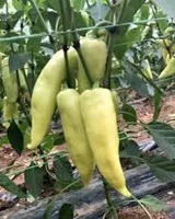 Planta paprika Kamele�n F1