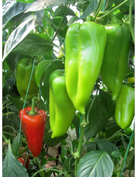 Planta paprika Ariadni F1