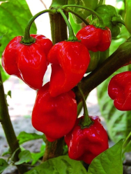 Planta paprika Habanero ExtraChilli