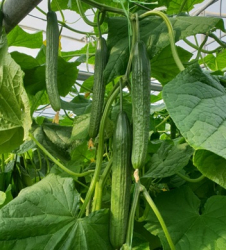 Planta uhorka  Legendario F1 - hadovka