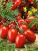 Planta raj�iak Roma - kr��kov�