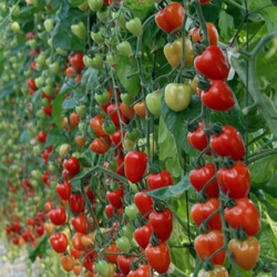 Planta raj�iak Gardenberry F1