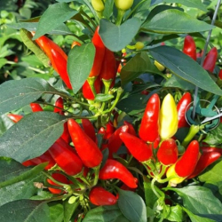 Planta paprika Chilli - kvetin��ov� �ipi