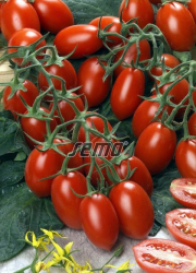 Planta raj�iak Pollicinno F1 - kol�kov�