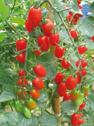 Planta raj�iak Sorbeto F1 - kol�kov�