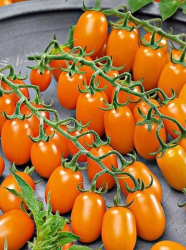 Planta raj�iak Dattorange F1 - kol�kov�