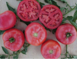 Planta raj�iak Fuji Pink F1 - kol�kov�