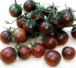 Planta raj�iak Black Cherry F1