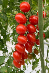 Planta raj�iak Joyello F1 - kol�kov�