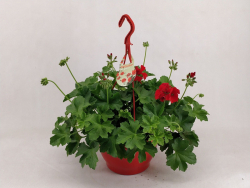 Okras.Kvet.-Pelargonium zonale z�ves 27cm mix