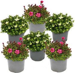 Planta �al�t �adov� hl�vkov� svetl� 8-pack