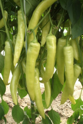Planta paprika Fortesse  F1