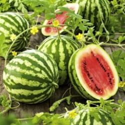 Planta mel�n �erven�    CrimsonSweet F1