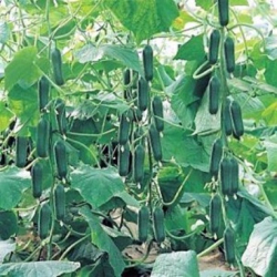 Planta uhorka  Fortuna F1 �al�tova snack uhorka