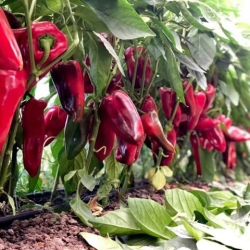 Planta paprika Kaprima F1 - k�pia