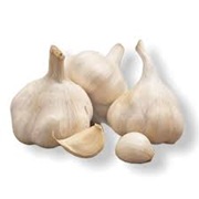 Cesnak Therador 4ks nepaliiak