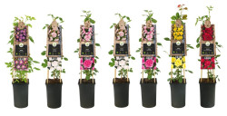 Okras.Kvet.-Ru�a pop�nav� 17cm mix