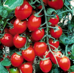 Planta raj�iak Dolceto F1 - kol�kov� cherry