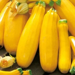 Planta cuketa �lt�  Gold Crush F1