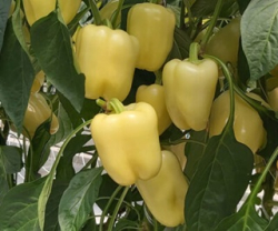 Planta paprika Bernita F1