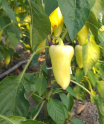 Planta paprika Amy F1