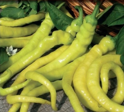 Planta paprika Baran� roh- Csipos spiral- bal.2ks