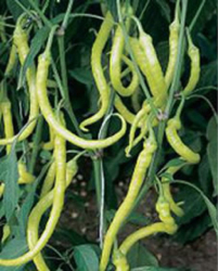 Planta paprika Koz� roh bal.2ks