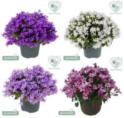 Okras.Kvet.-Campanula/Zvon�ek dalm�tsky 11cm