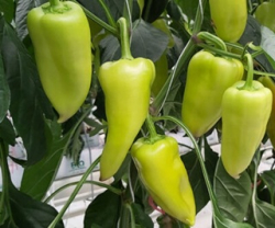 Planta paprika GILDA F1- n�hrada Promontor F1