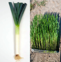 Planta Por  9-pack  Litoralis F1