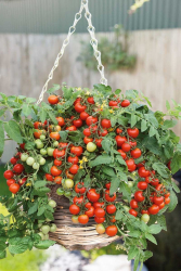 Planta raj�iak Imunek F1 -balk�nov� 80cm