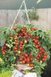 Planta raj�iak Bejbinek F1 balk�nov� previsl�