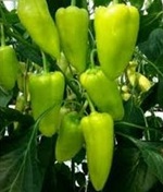 Planta paprika Todiresti F1