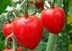 Planta raj�iak Jahodo F1 - kol�kov�