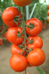 Planta raj�iak Alfred F1 kol�kov�