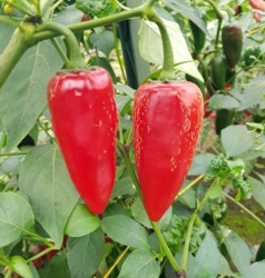 Planta paprika Jalape�o- extra �tiplav�