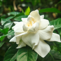 Okras.Kvet.-Gardenia jazm�novita 13cm biela