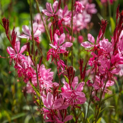 Okras.Kvet.-Gaura lind ru�ov� 13cm