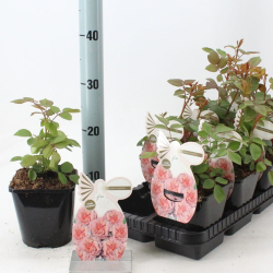 Okras.Kvet.-Ru�a 14cm Parfun de nature MIX