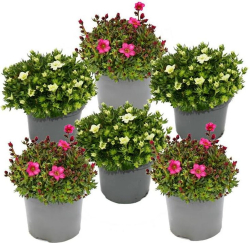 Okras.Kvet.- Saxifraga 17cm mix