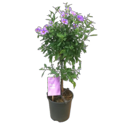 Okras.Kvet.-Enci�nov� trom�ek 14cm BlueFountain