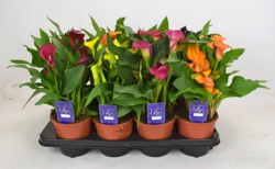 Okras.Kvet.-Zantedeschia 10,5cm mix